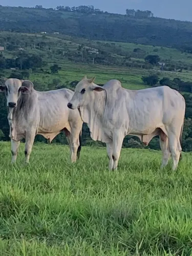 Vendo fazenda 96 hectares de porteira fechada no município de Santo Antônio Descoberto GO