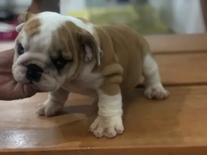 Bulldog ingles os mais saudaveis e legetimos pacotinhos de amor