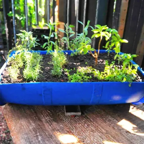 Vaso de Planta para Horta com Bombona - 100 litros (Jardinagem/Agricultura/Compostagem)