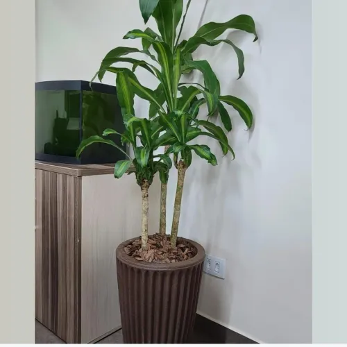 Dracena paudagua no vaso