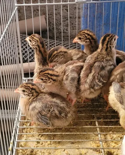 Filhotes galinhas d? Angola 