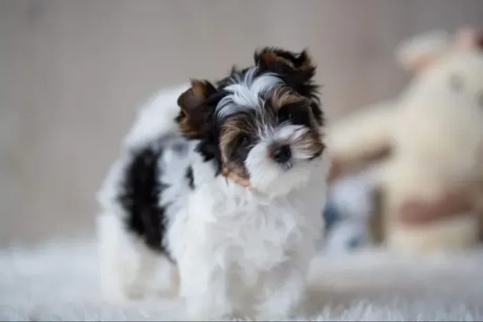 Yorkie Biewer disponível!