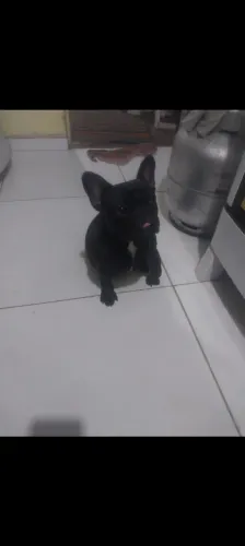 Filhote de bludog francês