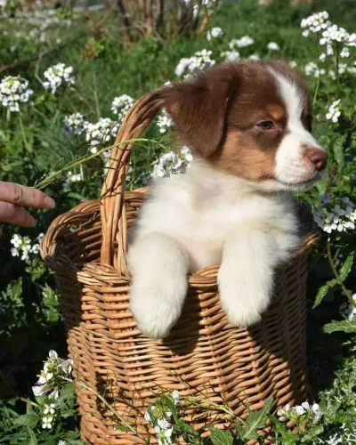 Filhote border collie, O melhor presente tem quatro patas e um coração enorme!