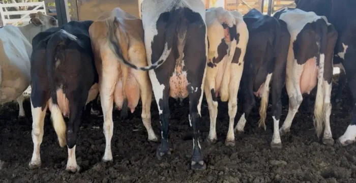 Vacas de leite