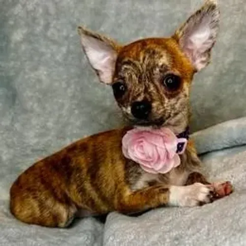Chihuahua Filhote Disponível Entrega Facilitada