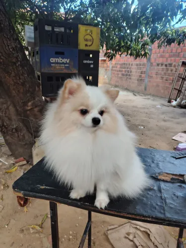 A procura lulu da Pomerânia femia 