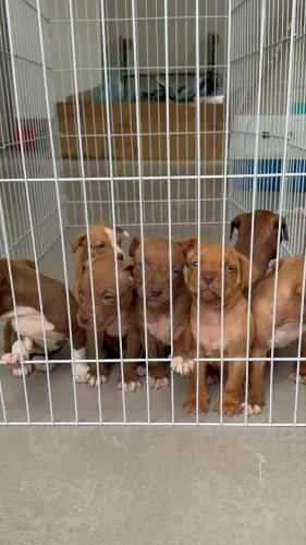 Filhote pitbull