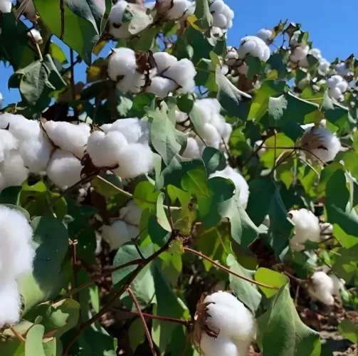 115 sementes de algodão Germinação rápida