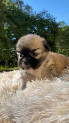 FILHOTE FÊMEA SHIH TZU COM LHASA APSO - LINDA, PEQUENA E MUITO FOFINHA 
