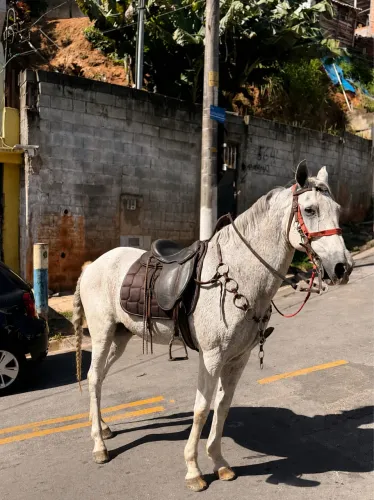 Cavalo para negócio