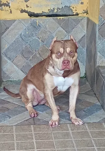 Pit Monster c/ Pedigree