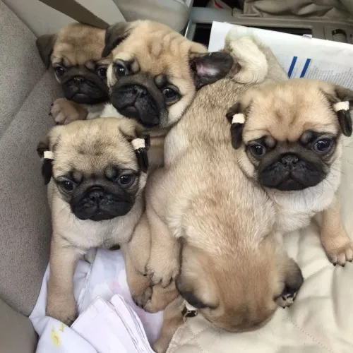Filhote de pug Abricot lindos e companheiros