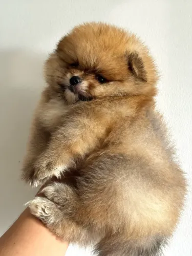 Lulu Anão
