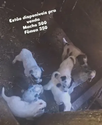 Vende se