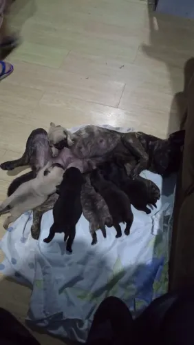 Vendo filhotes de Pug