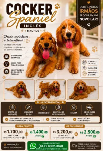 Cocker Spaniel Inglês