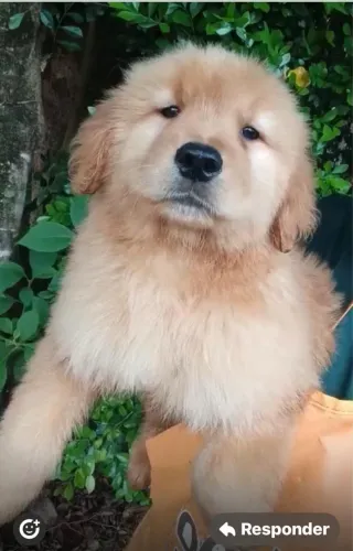 Golden retriever muito pelo e bem forte