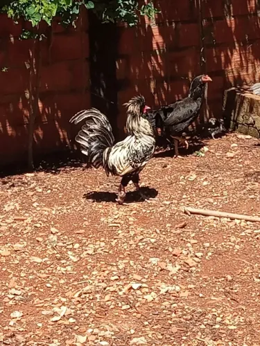 Galo polonês