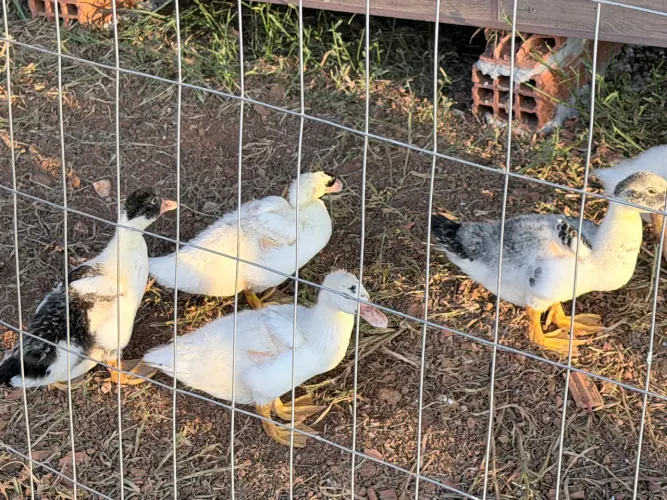 Patos filhotes