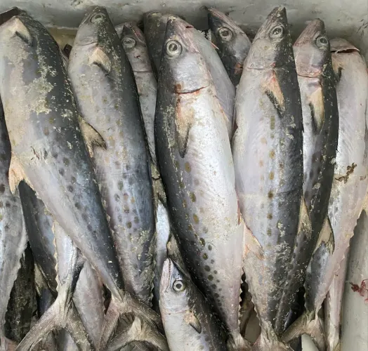 Peixe Serra direto do Mar , $ 24,99!