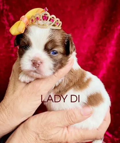 Shihtzu macho lindo excelente linhagem
