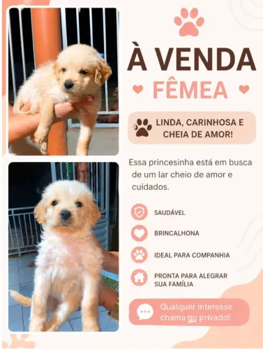 Cachorrinha poodle