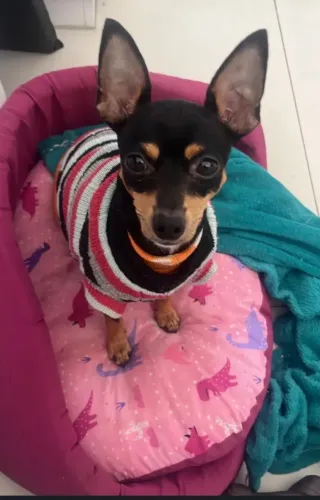 Pinscher fêmea