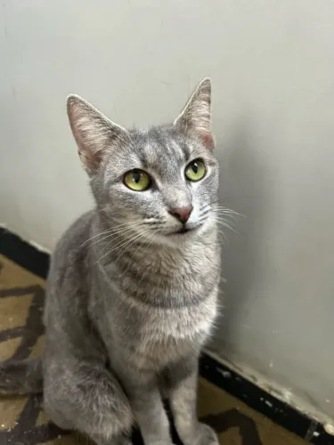 Gatinha para doação