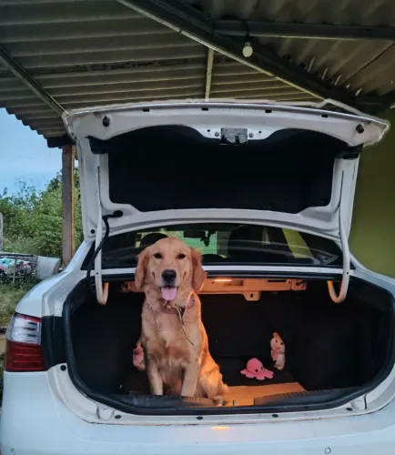 Golden retriever 