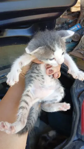 Gatos para adoção