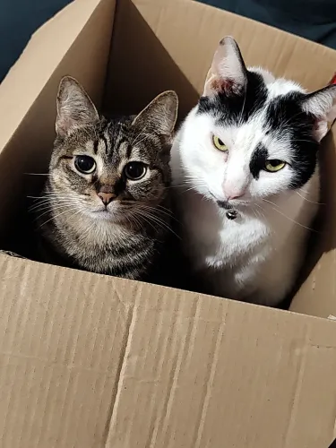 Doação de gato