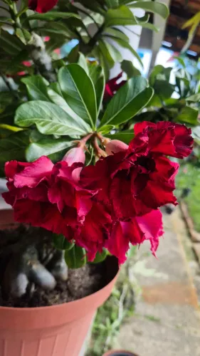 Rosa do deserto especial quádrupla muda 50$ linda .