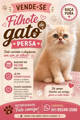 Vende-se Filhote de Gato Persa