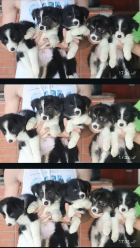 Border Collies com Pedigree 