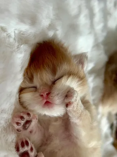 Gatinho persa 