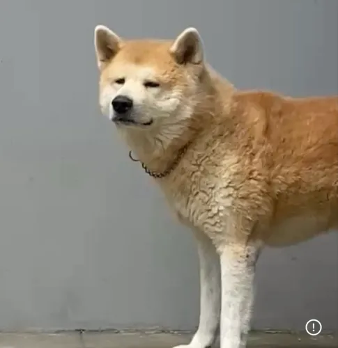 Akita Inu Filhotes