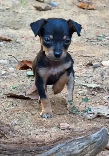 Pinscher 0 filhotes
