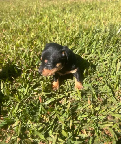 Vendo filhote pinscher machinho