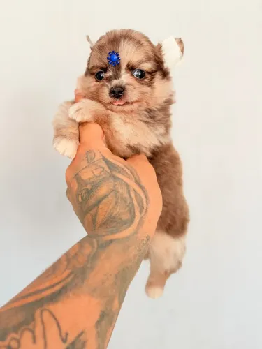 Chihuahua macho pelo longo Merle