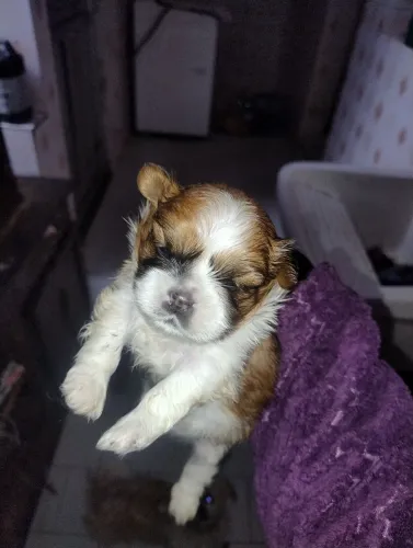 Cachorro shih Tzu macho