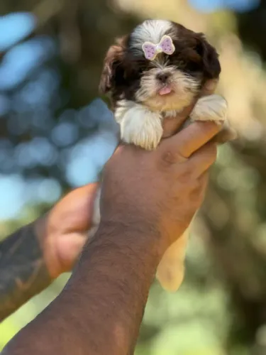 Shih Tzu carinhosa com 50 dias