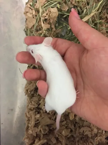 Ratinho twister