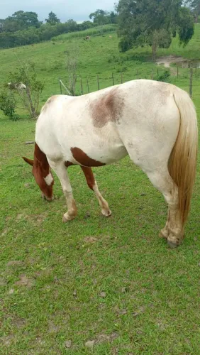 Vendo 2 éguas uma Paint Horse uma Mora.