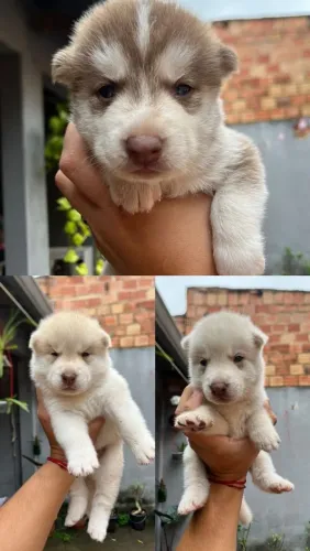Husky Siberiano filhote 