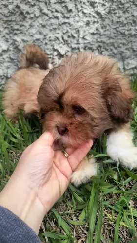 Filhote Lhasa Apso fêmea
