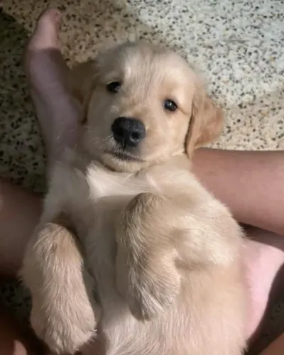 Golden