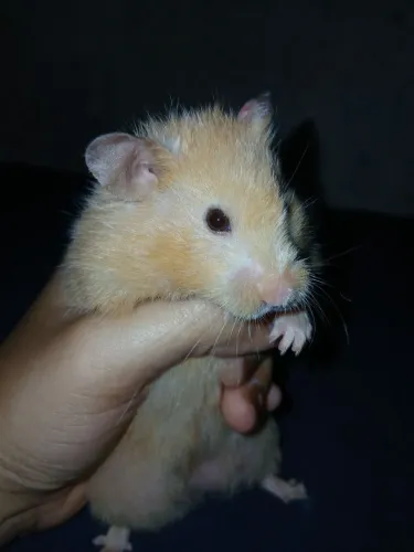 Hamster sírio 