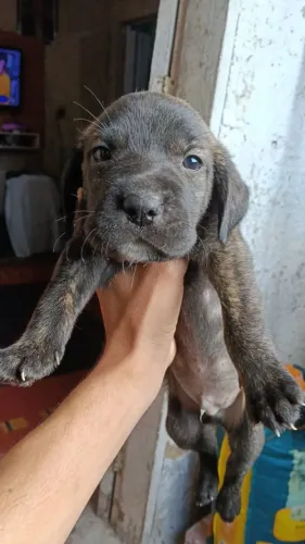 Filhotes de carni corso com 1 mês de 15 dias uma fêmea e um macho