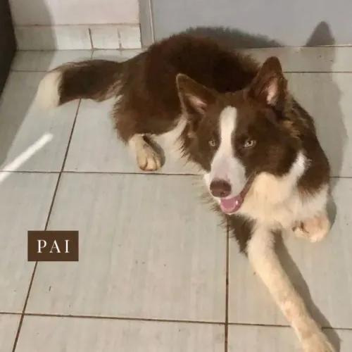 FILHOTES DE BORDER COLLIE PUROS